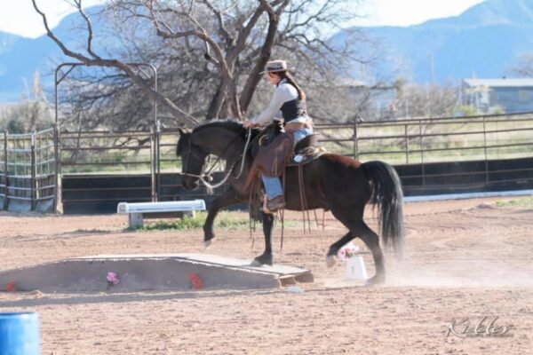 About Arizona Working Equitation