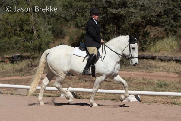 Arizona Working Equitation Club Professional Directory